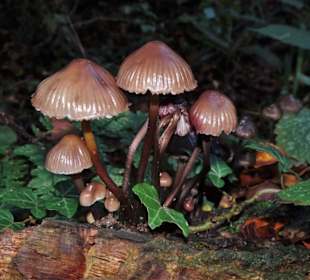 Eindrücke aus dem Neuenburger Urwald