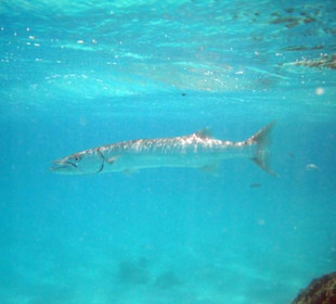 Hausbarrakuda Schnorcheln Gorgonia Beach