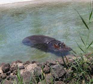 Es ist einfach zu warm