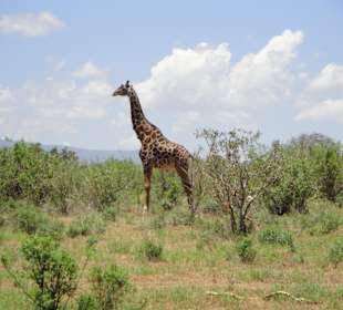 Safari in Tsavo East