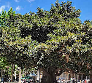 Stadtrundfahrt Palma