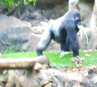 Gorillas