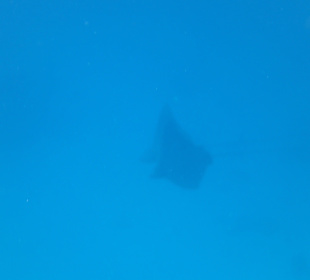 Adlerrochen die sehr schnell abtauchen