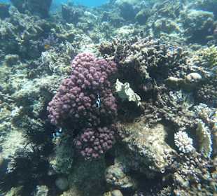 Schnorcheln Hurghada