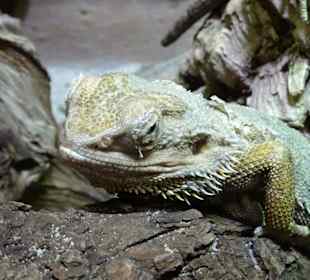 In den Terrarien des Nautiland