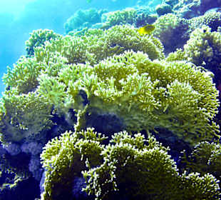 Schnorcheln Sahl Hasheesh