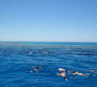 Schwimmen mit Delfinen