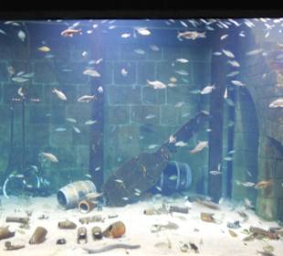 Lebende Ausstellungsstücke