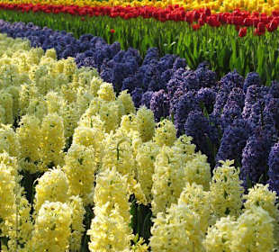 Tulpenbeet mit Hyazinthen