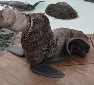 New England Aquarium in Boston