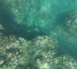 Schnorcheln Pointe aux Piments