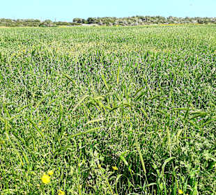 Nationalpark Kap Greco
