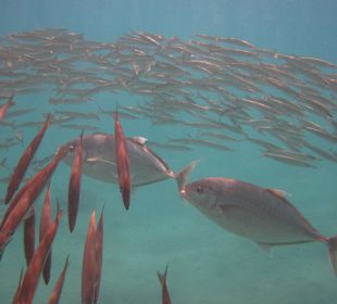 Fischschwarm am Hausriff
