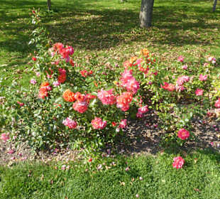 Hofgarten am Dachauer Schloss