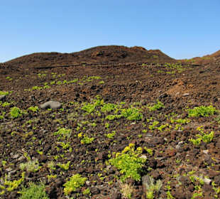 Vegetación entre lava