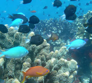 Мягкие кораллы Фиджи.