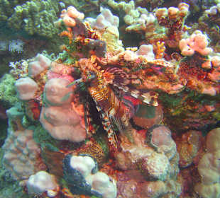 Tauchen Brayka Bay Marsa Alam