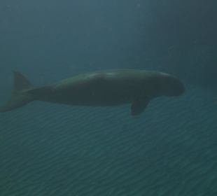 Dugong dugong