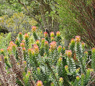 Vielfälltige Blumen im Park