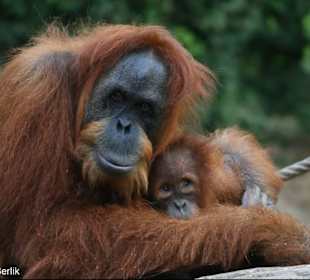 Unser Hotel - Patenkind  "Marie"
