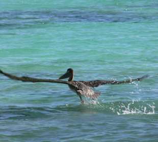 Pelikan kurz vorm Abheben