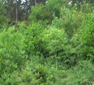 Waldlehrpfad in Tieringen
