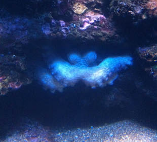 Pulpo