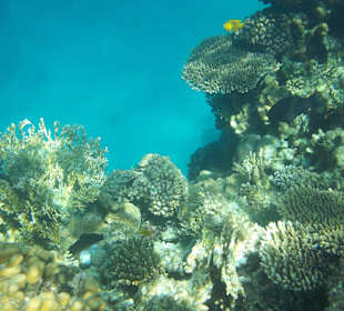 Auch auf der Delfintour - schöne Riffe angefahren 