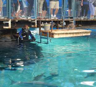 Gleich werden die Haie gefüttert