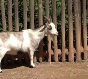 Tierpark Hellabrunn - Afrika