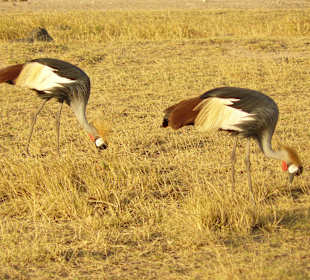 Kronenkraniche  im Amboseli