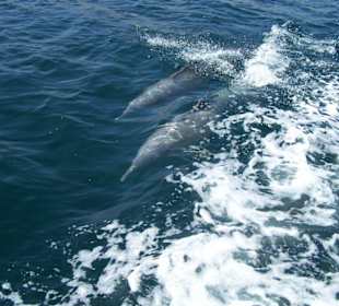 Delphine auf unserer Oman Tour