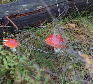 Riesengebirge/Karkonosze