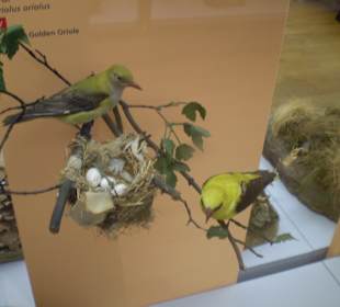 Zoologisches Forschungsmuseum Alexander Koenig