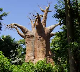 Schöner Zoo in Fuengirola