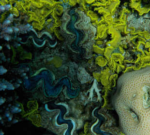 Schnorcheln in Abu Dabbab