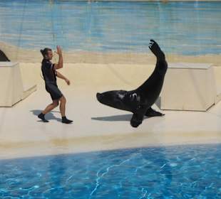 Delfinshow auch mit Seerobben