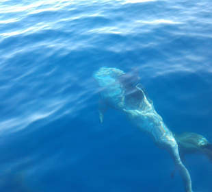 Delphine in Tiran Insel mit dem Speedboot