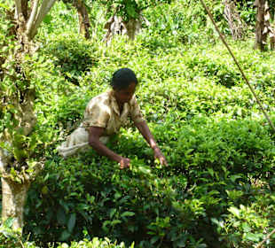 Teepflücker Hinterland von Bentota