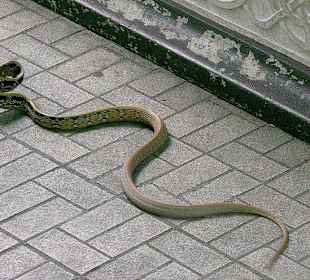 Strahlennatter - Coelognatus radiatus