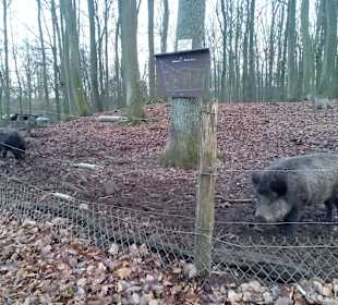 Wildpark Betzenberg in Kaiserslautern