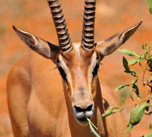 Antilope 