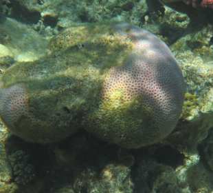 Hausriff Arabia Azur