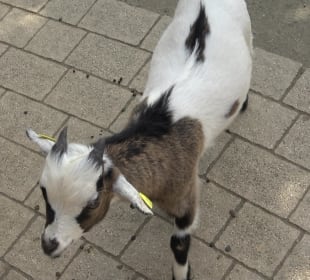 Zoo Heidelberg