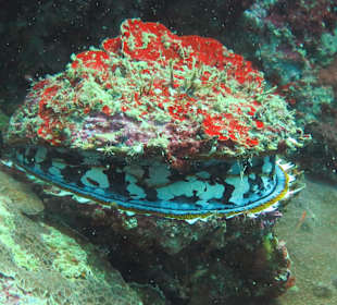 Schnorcheln Hausriff Bituon Beach Resort