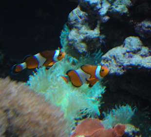 Zoo Warszawa