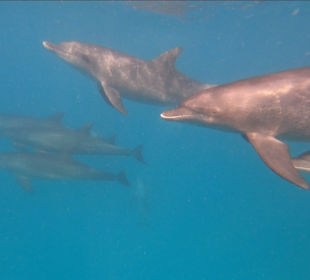 Delfinschule