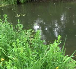 Forellenbächle Glacis Park