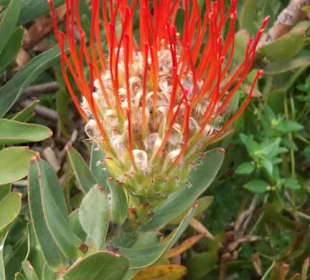 Blüten im Botanischen Garten