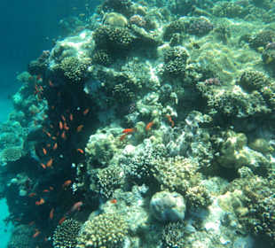 Coral Garden